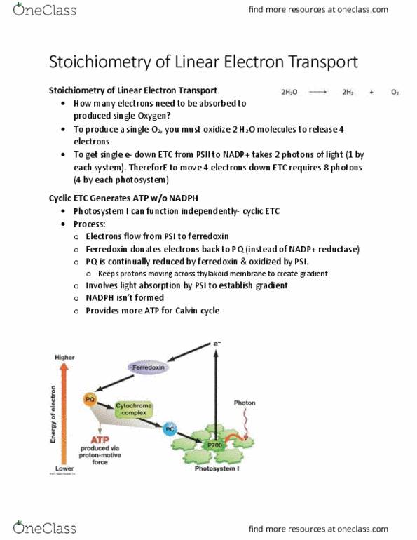 BIOL 2905 Chapter Notes - Chapter 9.3: Light-Independent Reactions, P700, P680 thumbnail