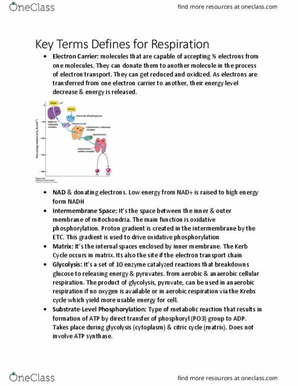 BIOL 2905 Lecture Notes - Lecture 8: Pyruvic Acid, Phosphorylation, Glycolysis thumbnail