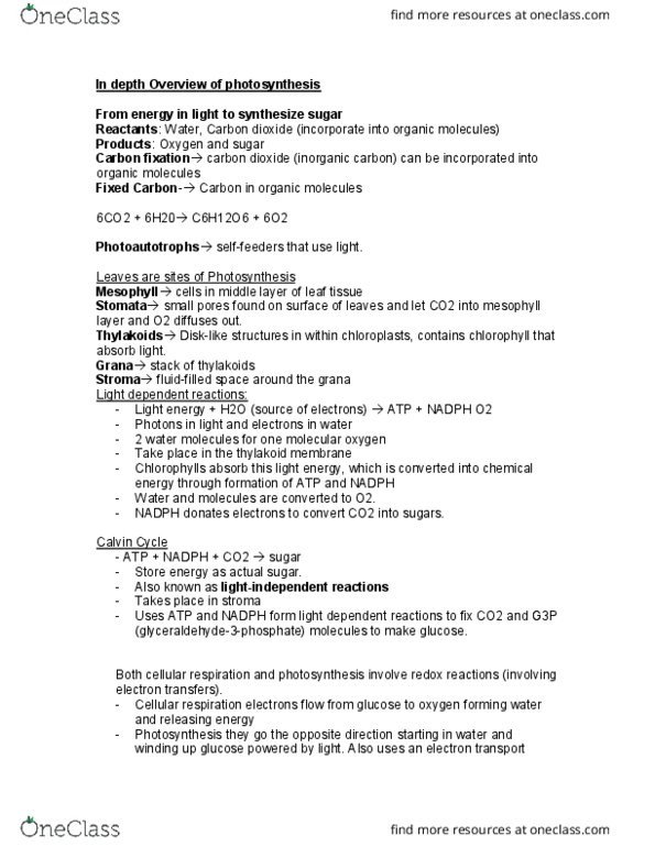 BIOL 1010U Chapter Notes - Chapter 8: Radiant Energy, P700, Photosystem thumbnail