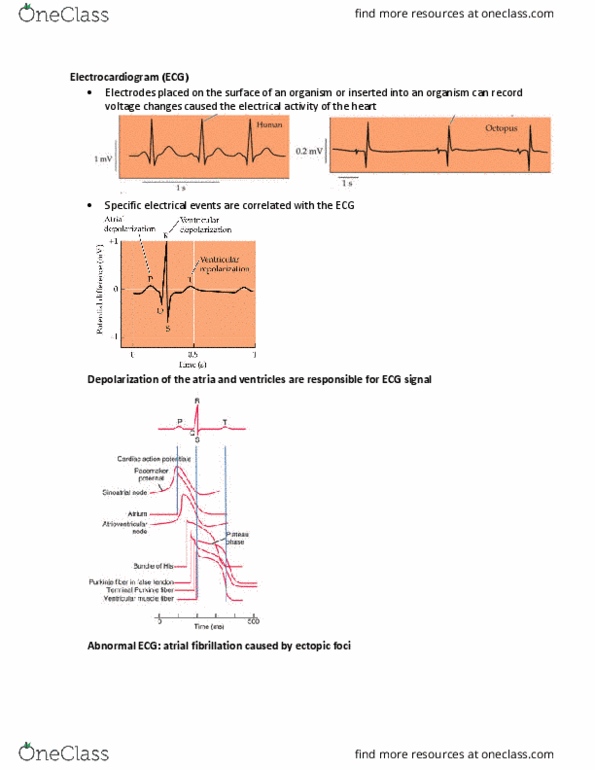 BISC306 Lecture Notes - Lecture 3: Dromotropic, Back Pressure, Atrioventricular Node thumbnail