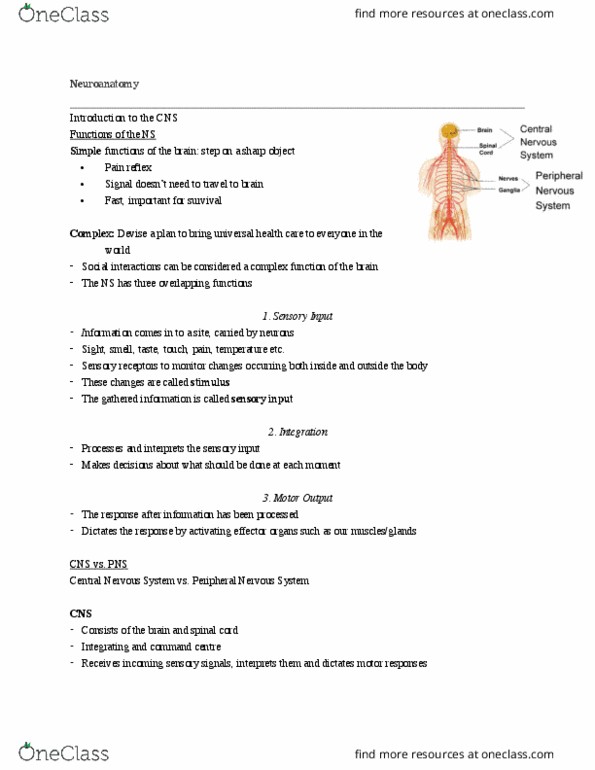 Anatomy and Cell Biology 3319 Lecture Notes - Lecture 2: Astrocyte, Peripheral Nervous System, Cardiac Muscle thumbnail