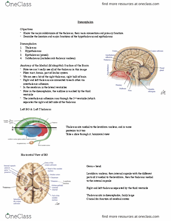Anatomy and Cell Biology 3319 Lecture Notes - Lecture 6: Postcentral Gyrus, Retina, Auditory Cortex thumbnail