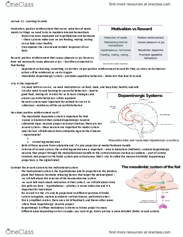 Anatomy and Cell Biology 4451F/G Lecture Notes - Lecture 12: Motor System, Substantia Nigra, Adrenal Gland thumbnail