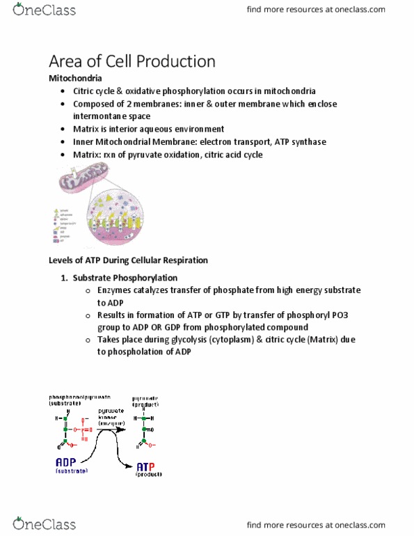 KINE 2011 Lecture Notes - Lecture 5: Oxidative Phosphorylation, Pyruvic Acid, Oxidizing Agent thumbnail