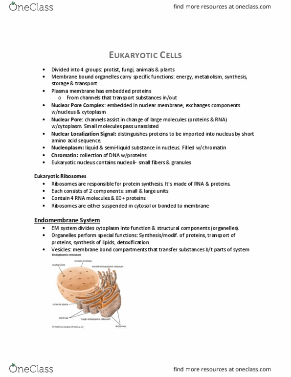 KINE 2011 Lecture Notes - Lecture 7: Cellular Respiration, Exocytosis, Nuclear Membrane thumbnail