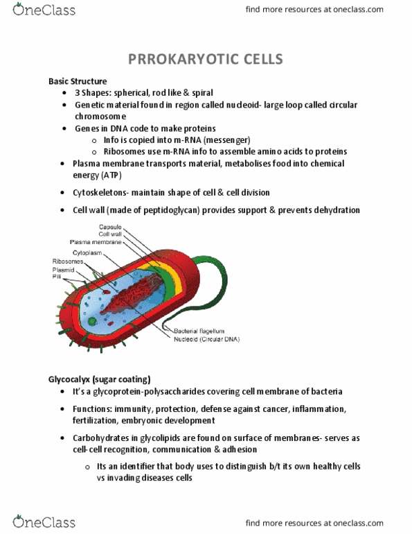 KINE 2011 Lecture Notes - Lecture 11: Peptidoglycan, Flagellin, Bacterial Conjugation thumbnail