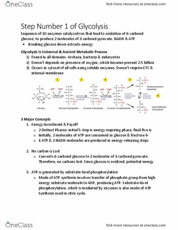 KINE 2011 Lecture Notes - Lecture 18: Pyruvic Acid, Cytosol, Archaea thumbnail