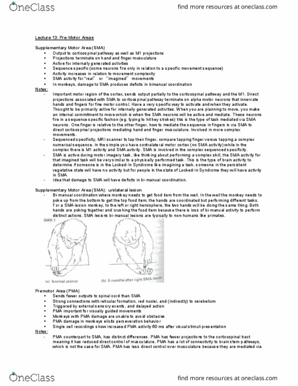 Kinesiology 3480 Lecture Notes - Lecture 13: Alpha Motor Neuron, Parietal Lobe, Perseveration thumbnail
