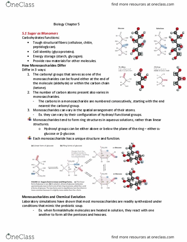 BLG 143 Lecture Notes - Lecture 5: Starch, Aldehyde, Oligosaccharide thumbnail