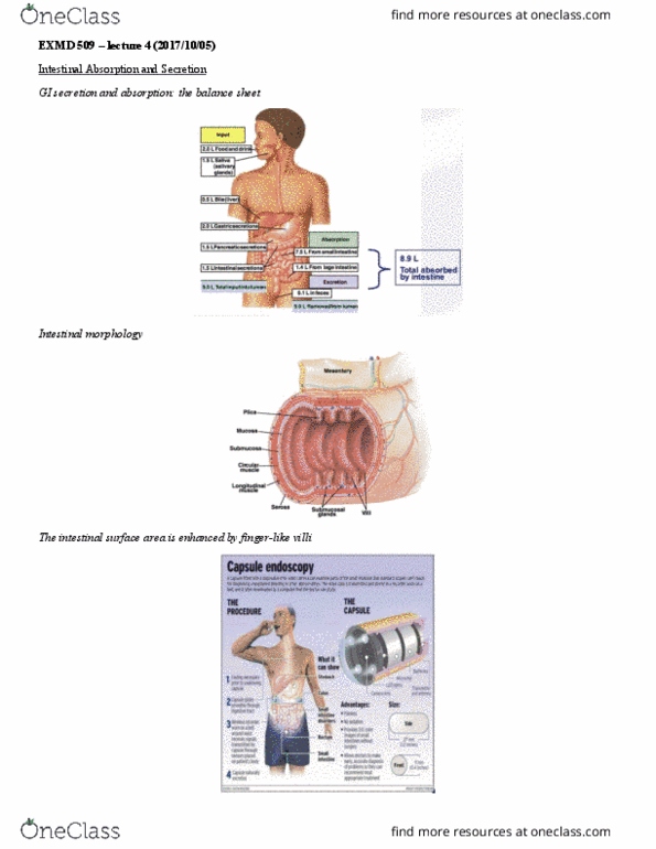 EXMD 509 Lecture Notes - Lecture 4: Blood Vessel, Cotransporter, Sucrase thumbnail