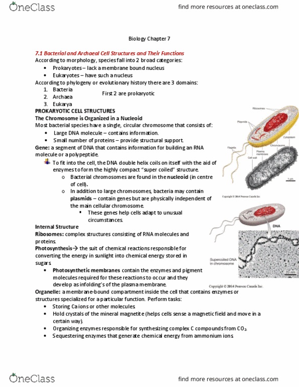 BLG 143 Lecture Notes - Lecture 7: Peroxisome, Leucine, Nuclear Membrane thumbnail