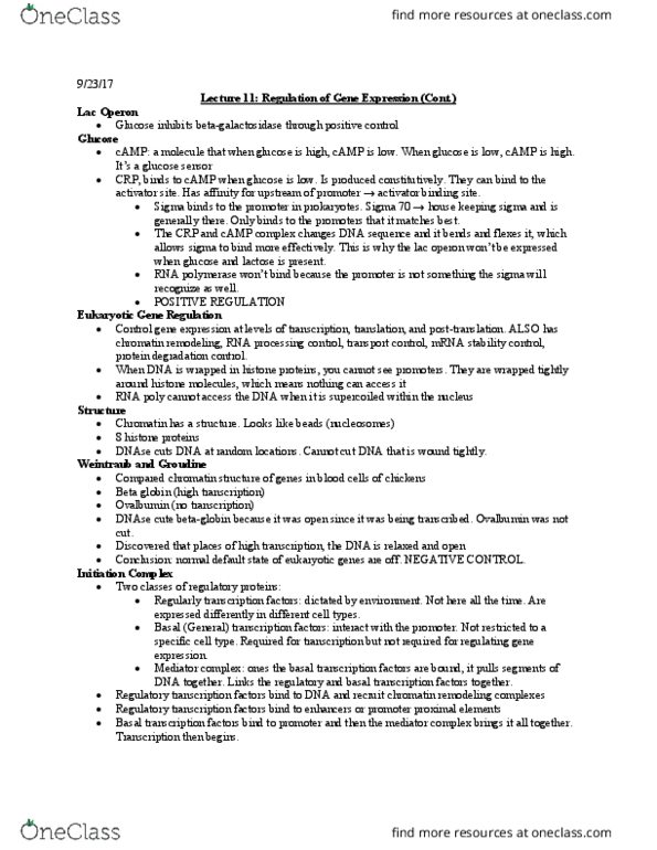 BIOSC 0160 Lecture Notes - Lecture 11: Hbb, Deoxyribonuclease, Lac Operon thumbnail