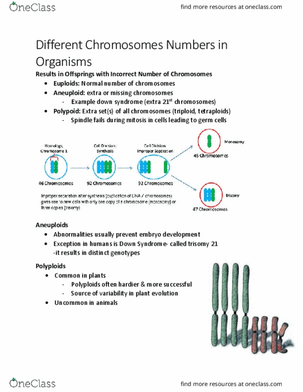 KINE 2011 Chapter Notes - Chapter 3.4: Homologous Chromosome, Down Syndrome, Mitosis thumbnail