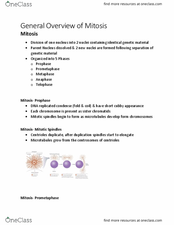 KINE 2011 Lecture Notes - Lecture 2: Centromere, Chromosome, Mitosis thumbnail