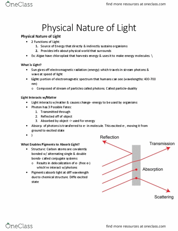 BIOL 2905 Lecture Notes - Lecture 22: Electromagnetic Spectrum, Opsin, Organism thumbnail