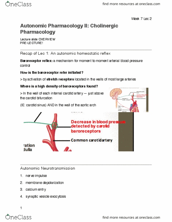 PHAR 340 Lecture Notes - Lecture 20: Latrotoxin, Carotid Sinus, Synaptic Vesicle thumbnail