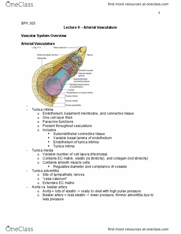BPK 305 Lecture Notes - Lecture 9: Afterload, Stomach, Paracrine Signalling thumbnail