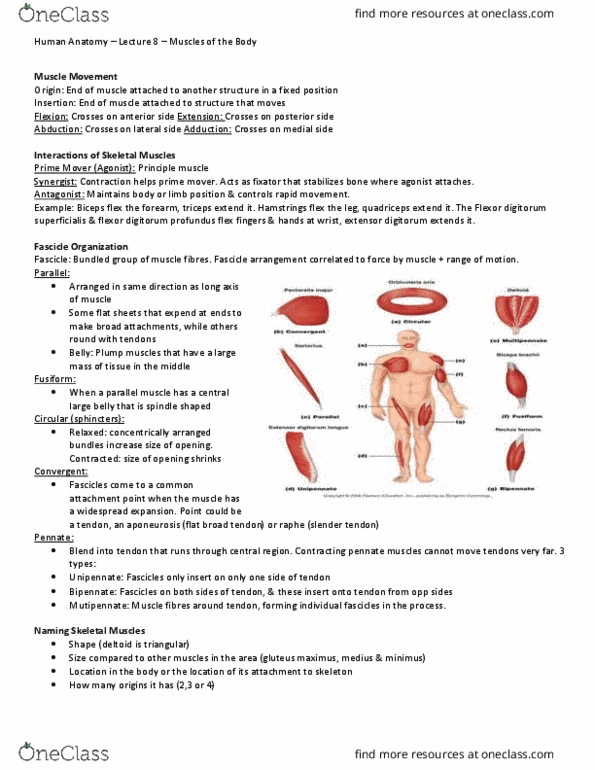 BIOL 2021 Lecture Notes - Lecture 8: Occipitofrontalis Muscle, Thoracic Cavity, Vastus Intermedius Muscle thumbnail