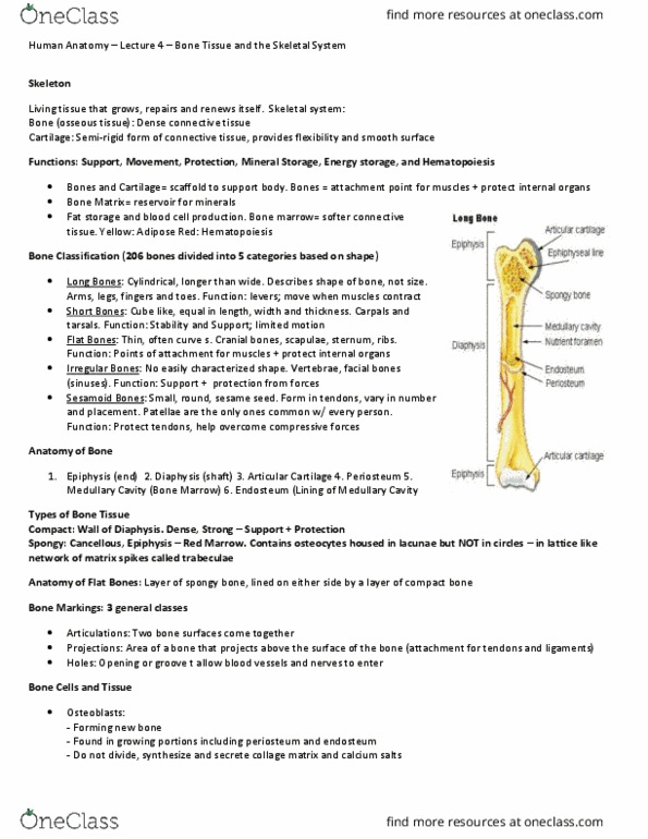 BIOL 2021 Lecture Notes - Lecture 4: Primary Cell, Bone Resorption, Diaphysis thumbnail