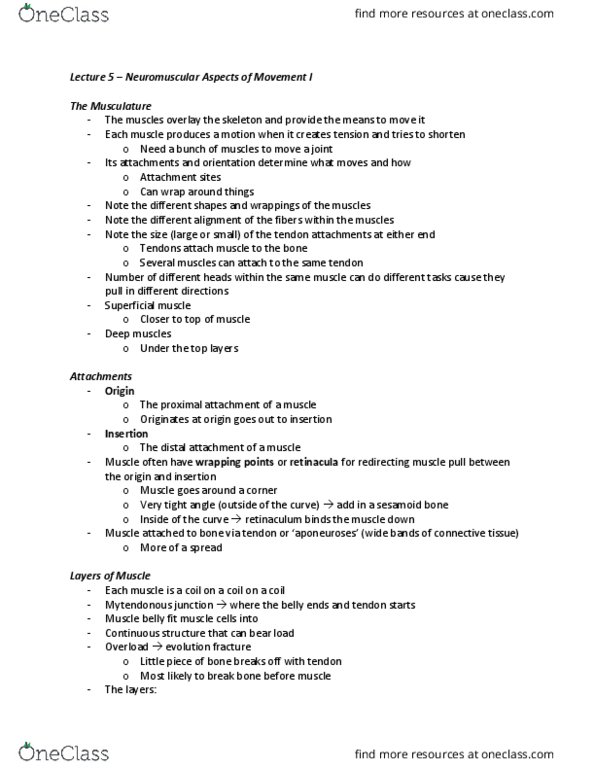 Kinesiology 2241A/B Lecture Notes - Lecture 5: Vastus Intermedius Muscle, Myocyte, Epimysium thumbnail