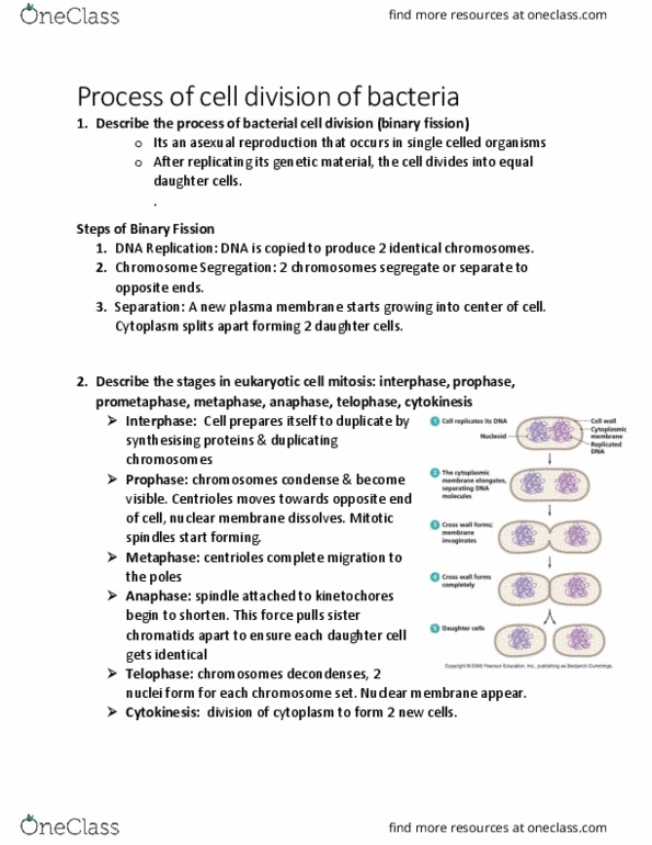 BIOL 2905 Chapter Notes - Chapter 9.5: S Phase, Telophase, Cytokinesis thumbnail