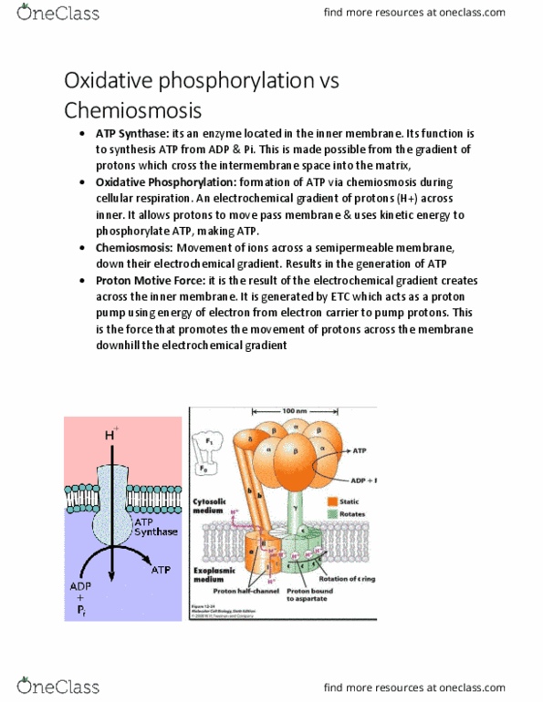 BIOL 2905 Chapter 9.12: Oxidative phosphorylation vs Chemiosmosis thumbnail