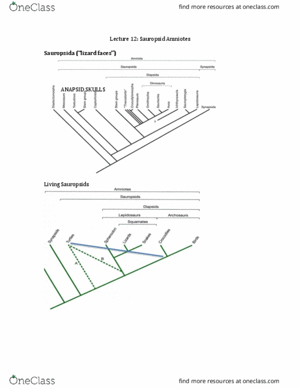 ZOO 2090 Lecture Notes - Lecture 12: Carboniferous, Skull, Rhynchocephalia thumbnail