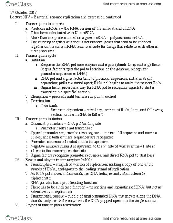 BISC300 Lecture Notes - Lecture 14: Transcription Bubble, Groel, Start Codon thumbnail