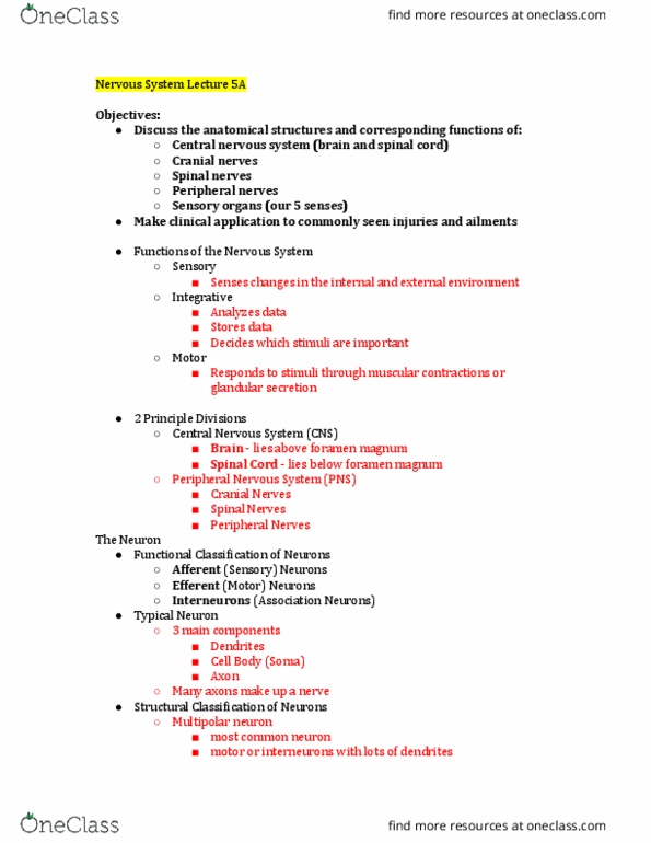 EXSS 175 Lecture Notes - Lecture 5: Medulla Oblongata, Spinal Nerve, White Matter thumbnail