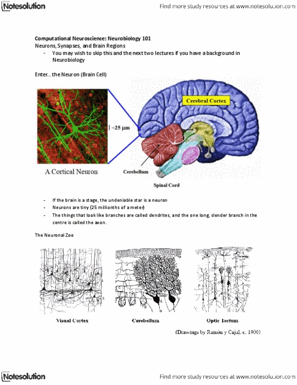 CSE 528 Lecture Notes - Computational Neuroscience, Superior Colliculus, Neuron Doctrine thumbnail