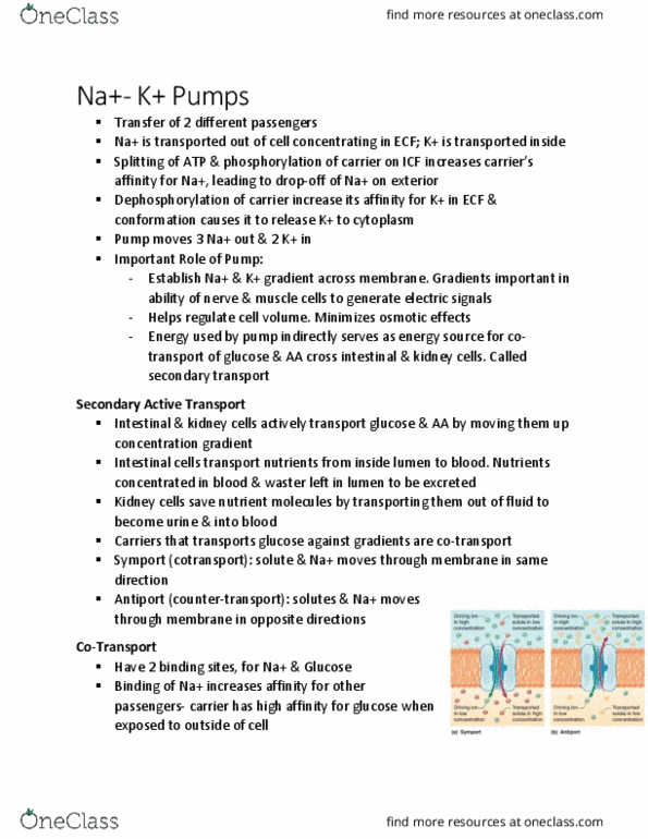 KINE 2011 Chapter Notes - Chapter 1.4: Active Transport, Dephosphorylation, Phosphorylation thumbnail