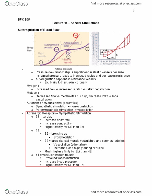 BPK 305 Lecture Notes - Lecture 14: Anterior Interventricular Branch Of Left Coronary Artery, Coronary Circulation, Circumflex Branch Of Left Coronary Artery thumbnail