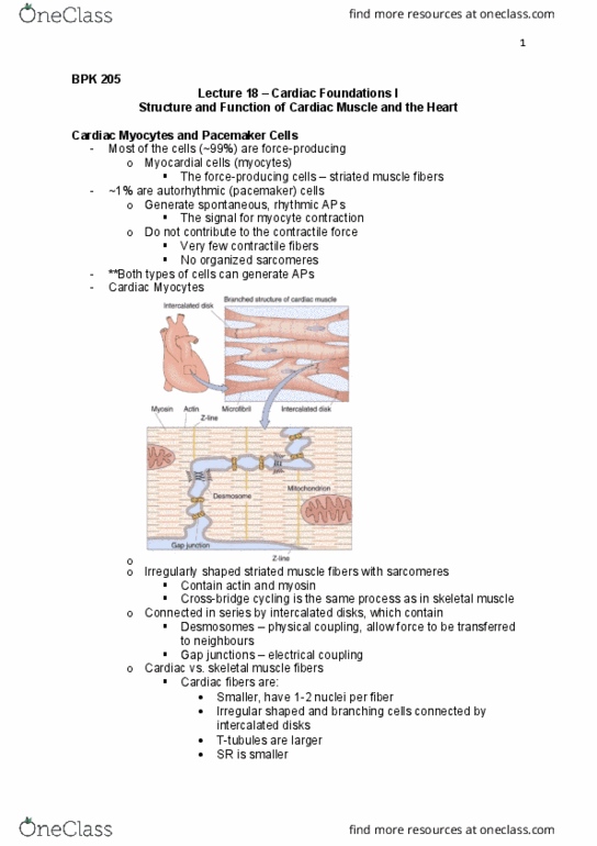 BPK 205 Lecture Notes - Lecture 18: Intercalated Disc, Cardiac Muscle, Myocyte thumbnail