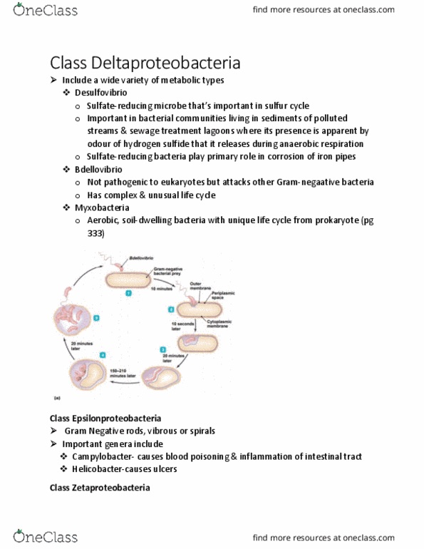 BIOL 2905 Chapter Notes - Chapter 12.7: Epsilonproteobacteria, Hydrogen Sulfide, Desulfovibrio thumbnail