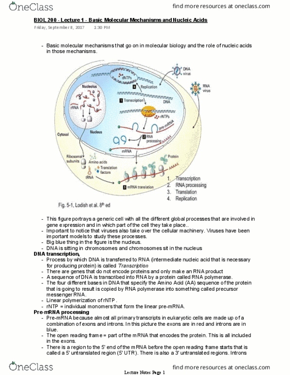 BIOL 200 Lecture Notes - Lecture 1: Precursor Mrna, Open Reading Frame, Messenger Rna thumbnail