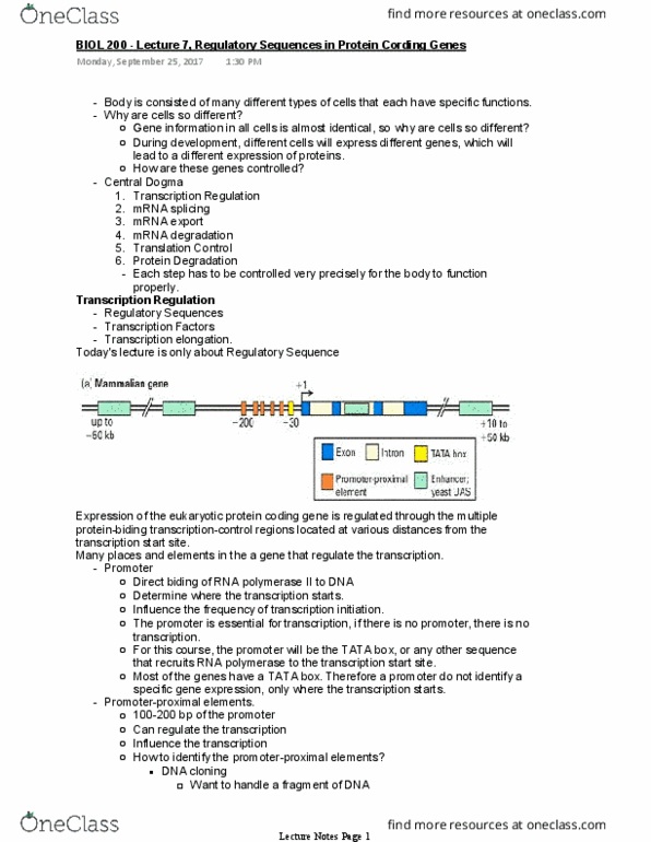BIOL 200 Lecture Notes - Lecture 7: Tata Box, Molecular Cloning, Plasmid thumbnail
