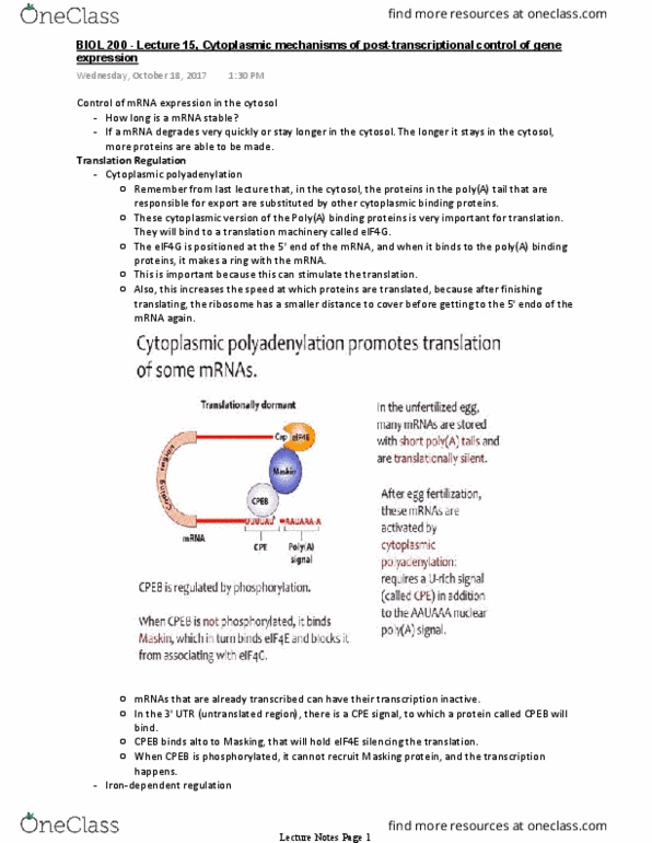 BIOL 200 Lecture Notes - Lecture 15: Cpeb, Cytosol, Microrna thumbnail