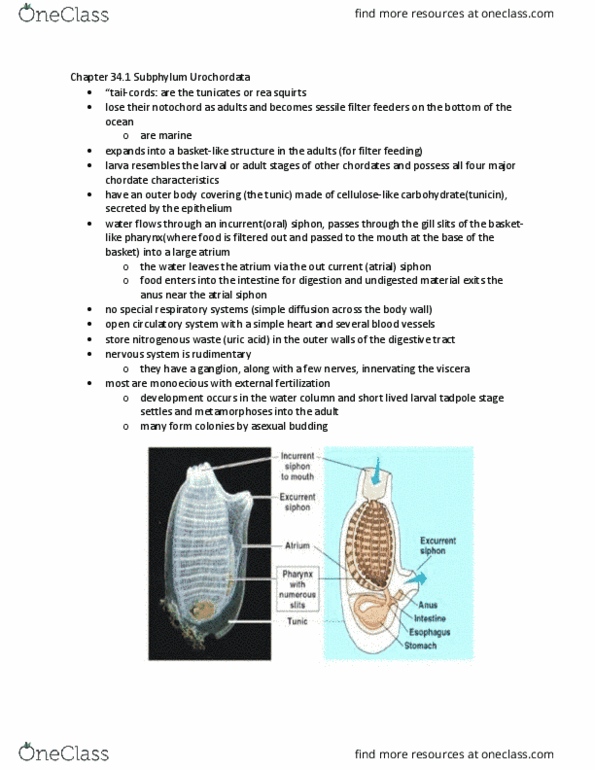 BIOL 242 Chapter Notes - Chapter 34.2: Tunicate, Filter Feeder, Chordate thumbnail