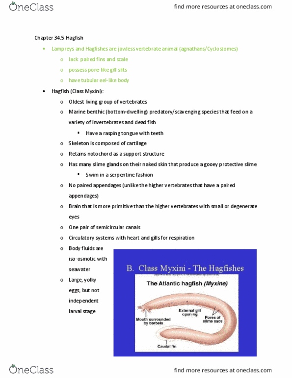 BIOL 242 Chapter Notes - Chapter 34.5: Hagfish, Notochord, Amniote thumbnail