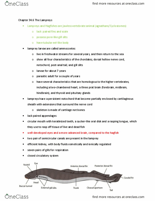 BIOL 242 Chapter Notes - Chapter 34.6: Lamprey, Amniote, Notochord thumbnail