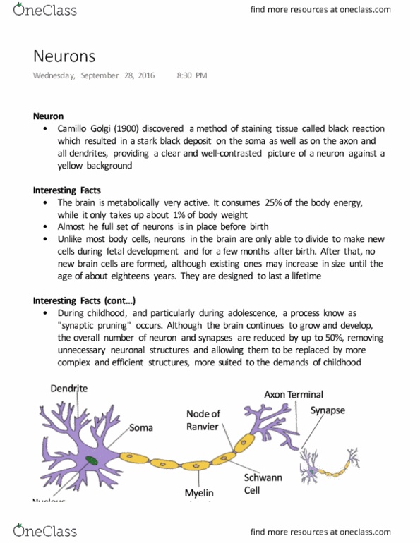 COGS 100 Lecture Notes - Lecture 6: Camillo Golgi, Synaptic Pruning, Cognitive Model thumbnail