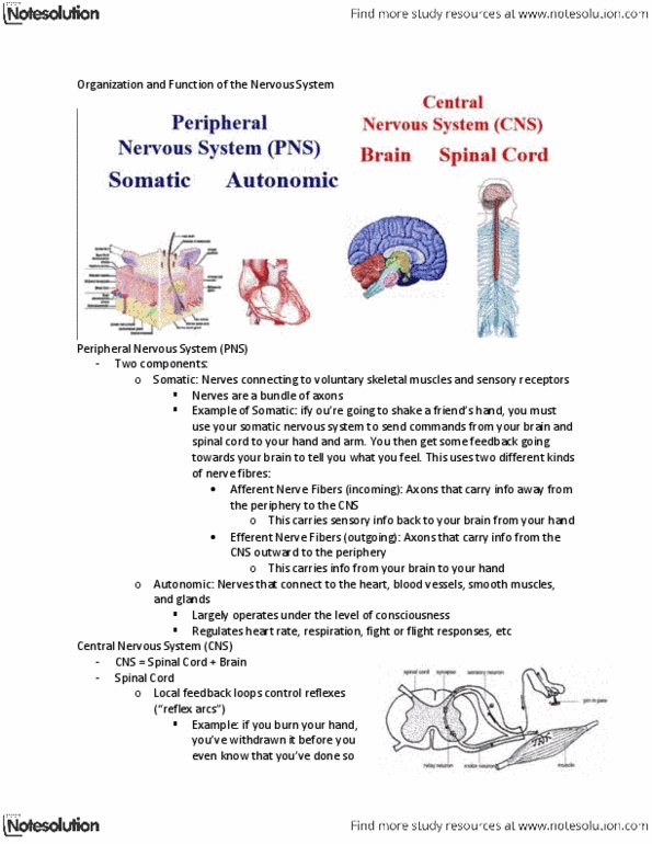 CSE 528 Lecture Notes - Lecture 6: Central Nervous System, Somatic Nervous System, Reflex Arc thumbnail