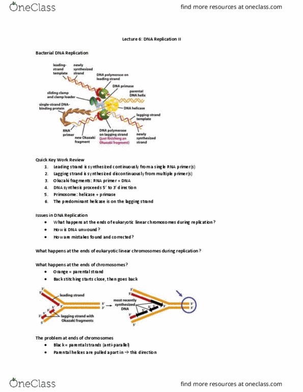 BIO130H1 Lecture Notes - Lecture 6: Telomerase Rna Component, Okazaki Fragments, Reverse Transcriptase thumbnail