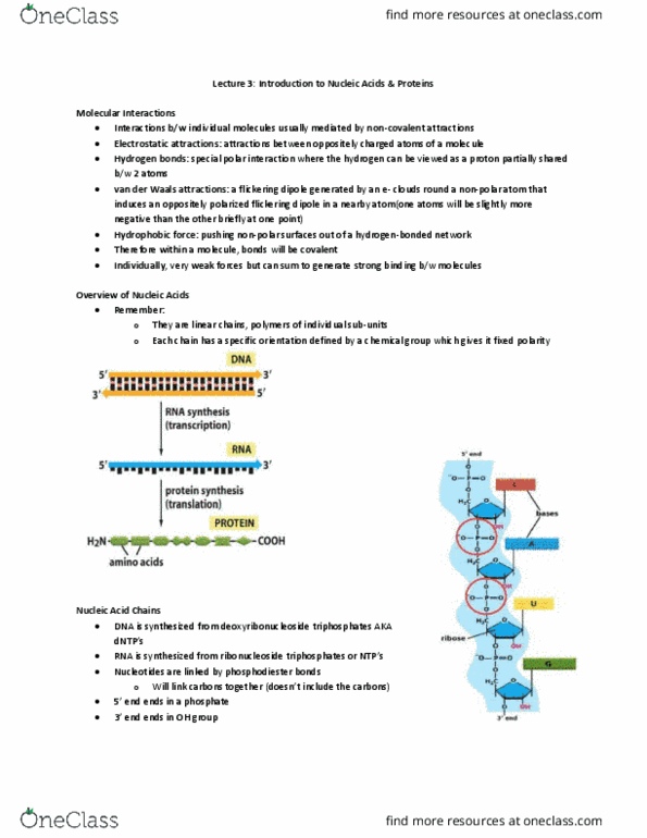 BIO130H1 Lecture Notes - Lecture 3: Deoxyribonucleoside, Ribonucleoside, Cell Nucleus thumbnail