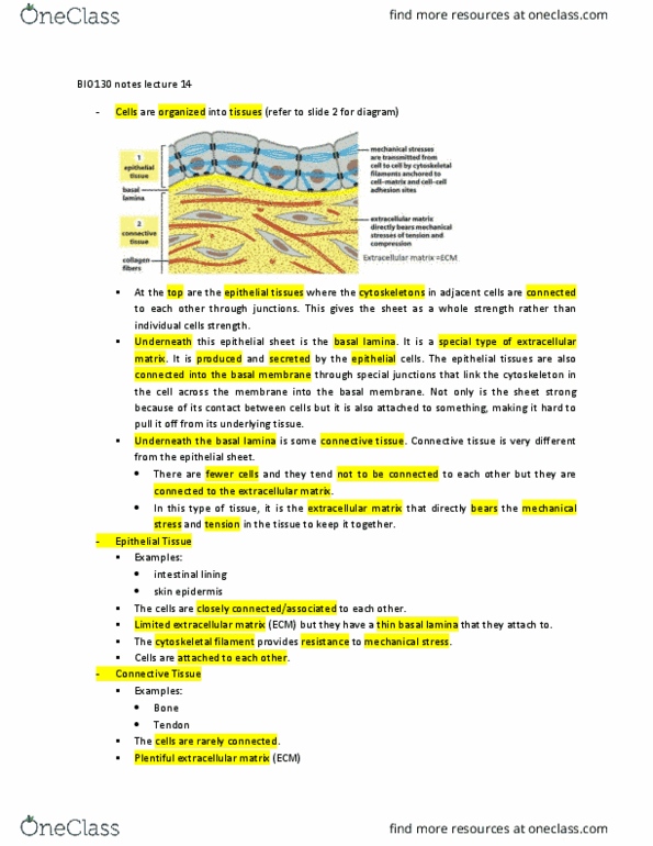 BIO130H1 Lecture Notes - Lecture 14: Basal Lamina, Tight Junction, Gap Junction thumbnail