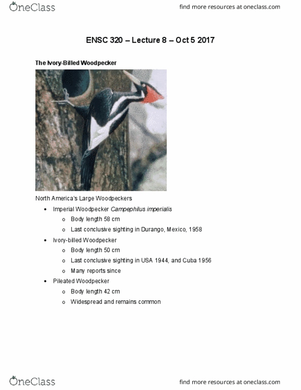 ENSC 320 Lecture Notes - Lecture 8: Pileated Woodpecker, Imperial Woodpecker, Mark Catesby thumbnail