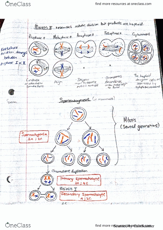 BIOL 1090 Lecture 4: Spermatogenesis thumbnail