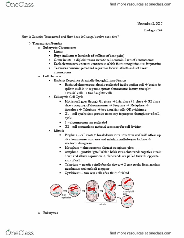 BIOL 2344 Lecture Notes - Lecture 17: Spermatid, Satellite Dna, Spermatogenesis thumbnail