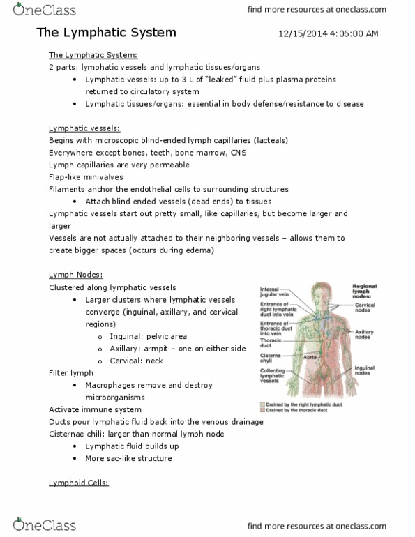 ANP 1105 Lecture Notes - Lecture 5: Cecum, Genitourinary System, Adenoid thumbnail
