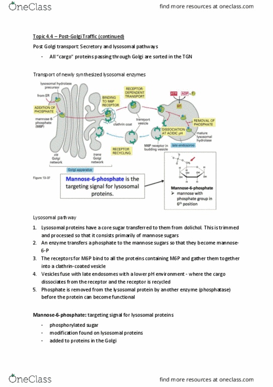 BIOL 200 Lecture Notes - Lecture 23: Cytosol, Cell Membrane, Autoimmune Disease thumbnail